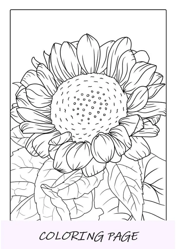 Girasol rodeado de hojas