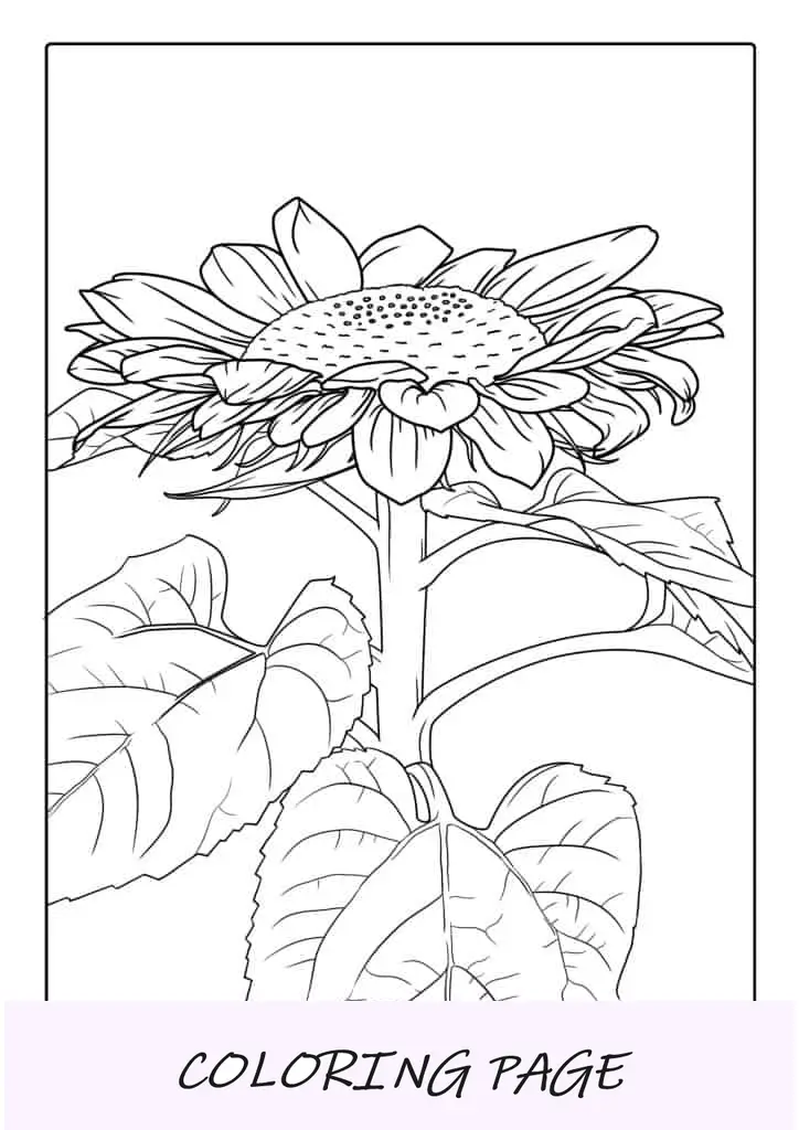 Girasol Con Pétalos Grandes Para Colorear
