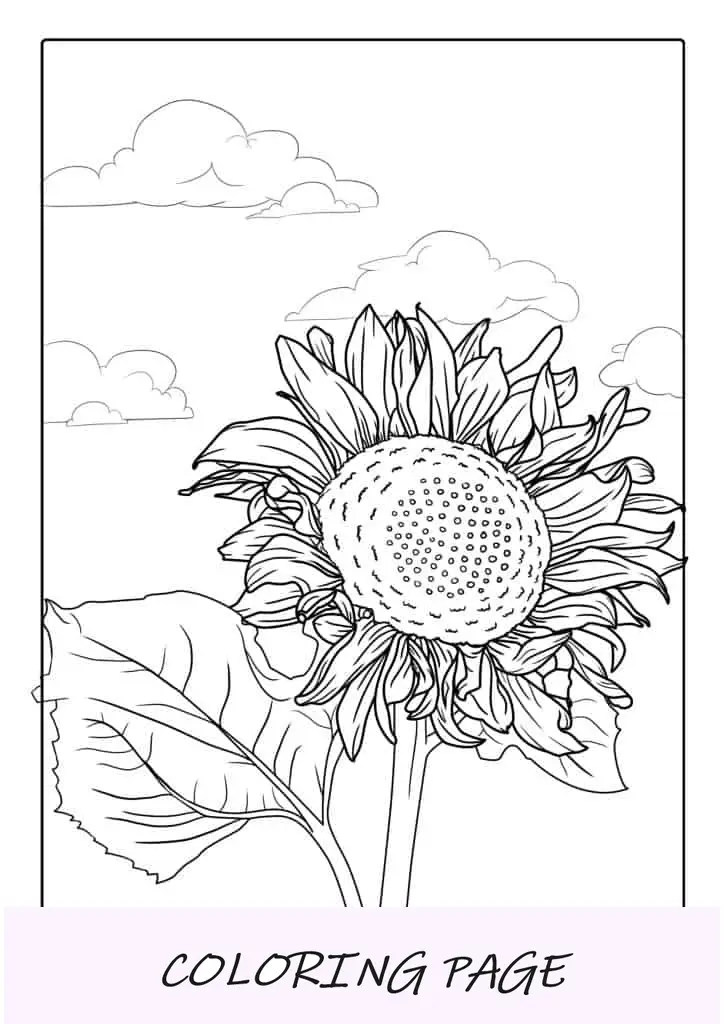 Girasoles durante un día nublado