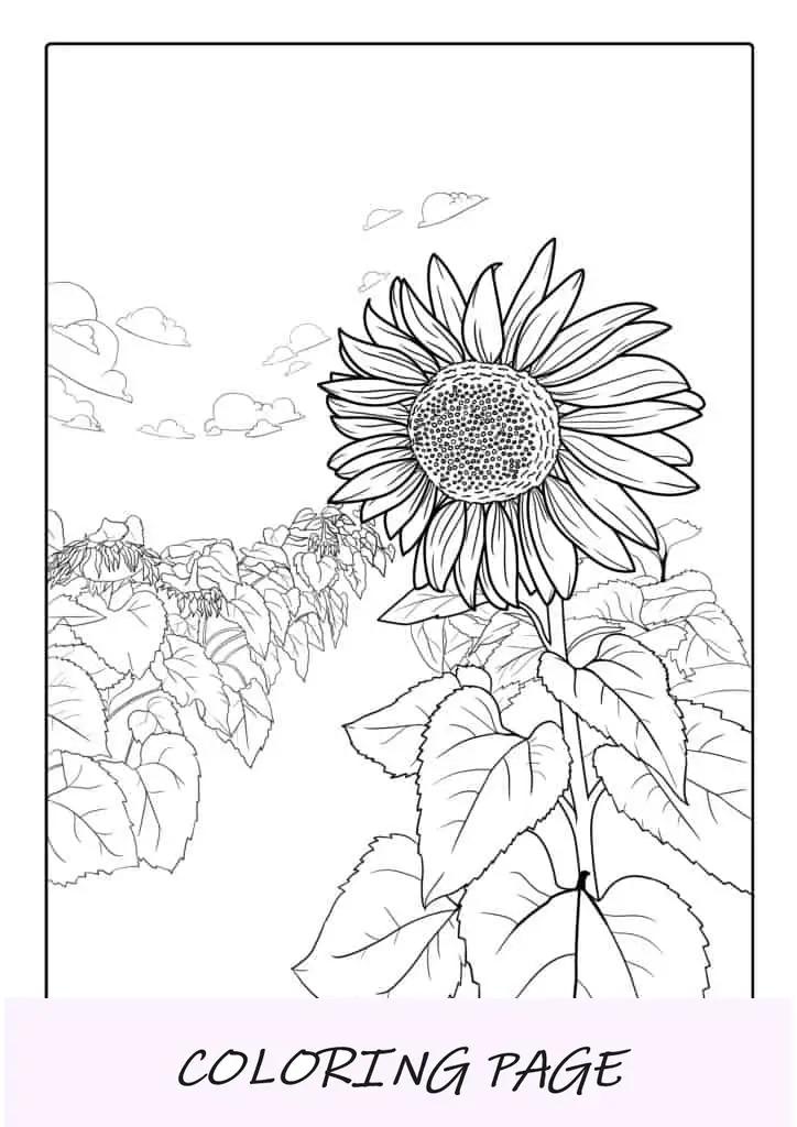 Girasoles en el campo para colorear