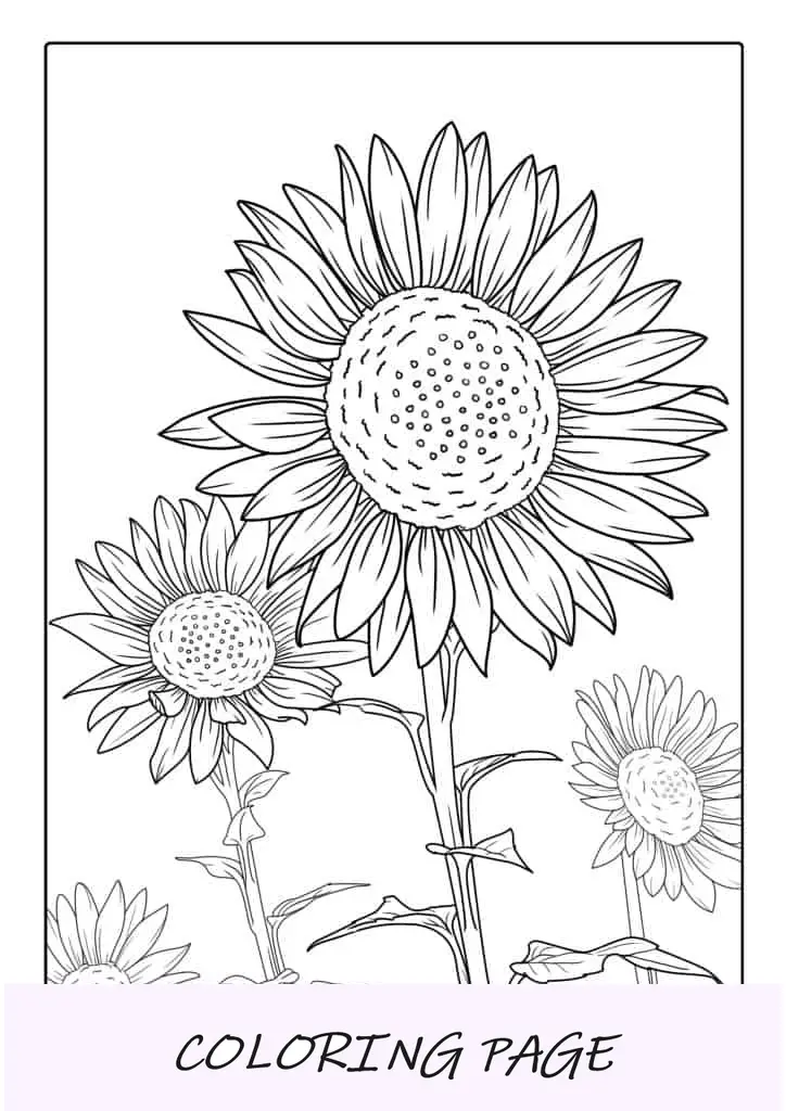 Hoja para colorear de girasoles altos de pie