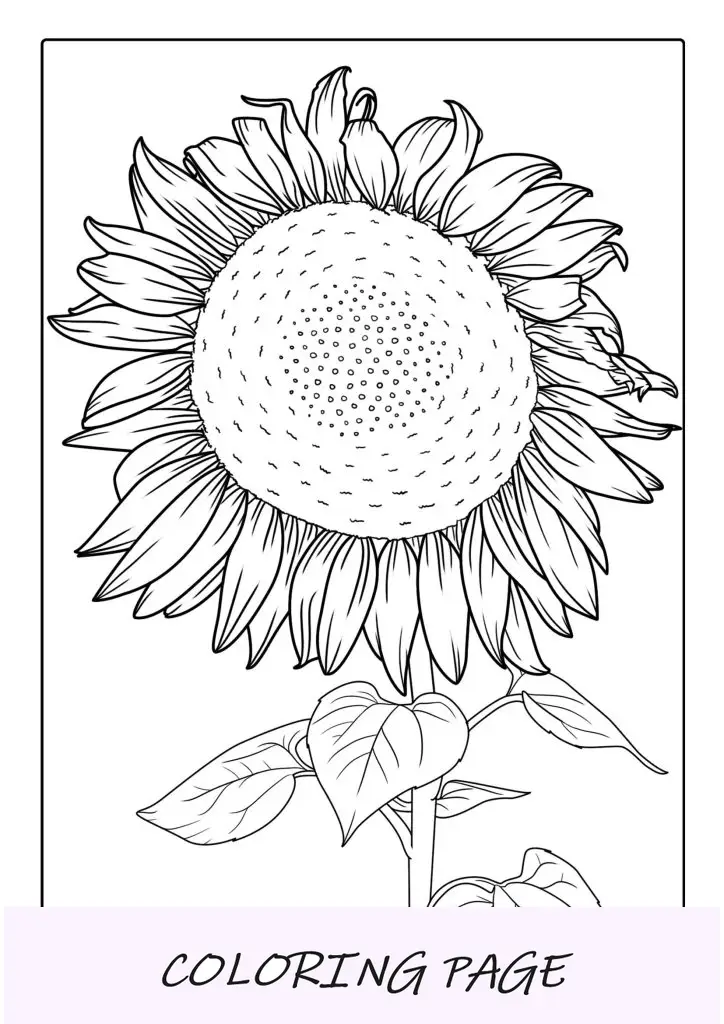 Girasol Alto Con Semillas Para Colorear