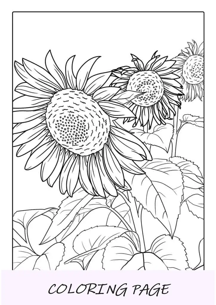Tres grandes y hermosos girasoles