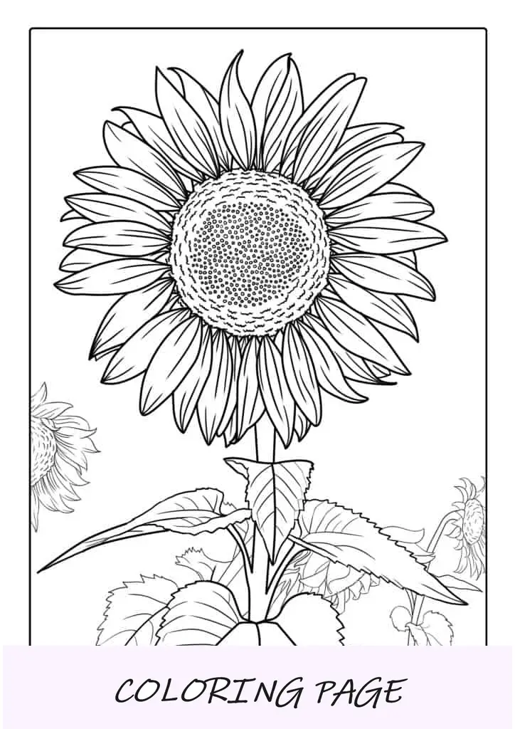 Girasol de pétalos grandes