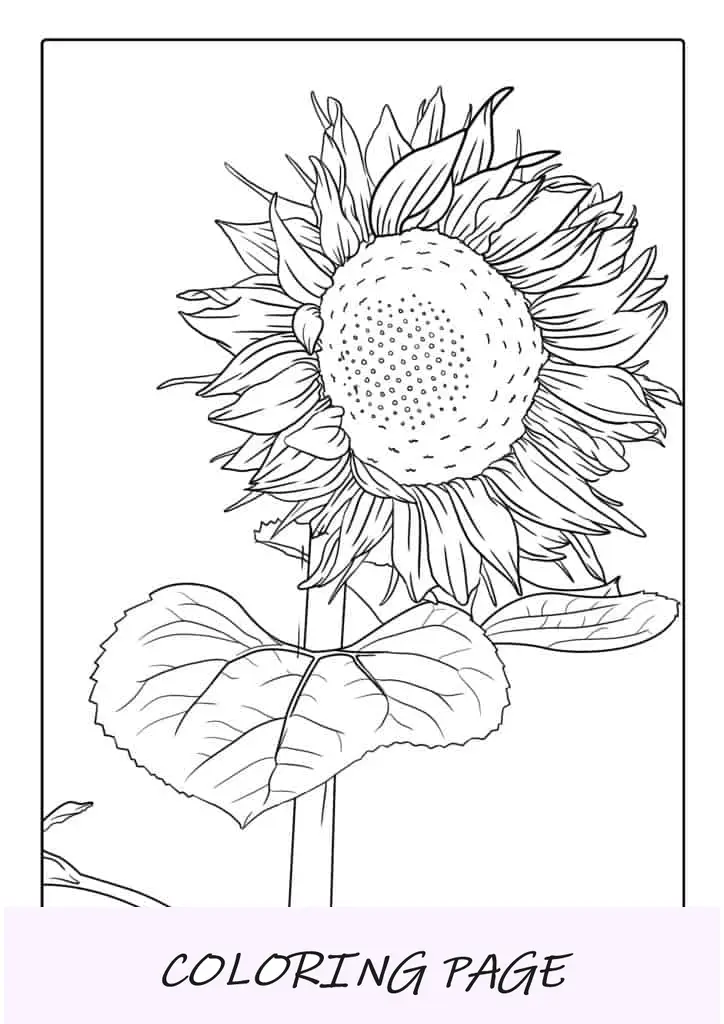 Hoja para colorear de girasol ultrafina
