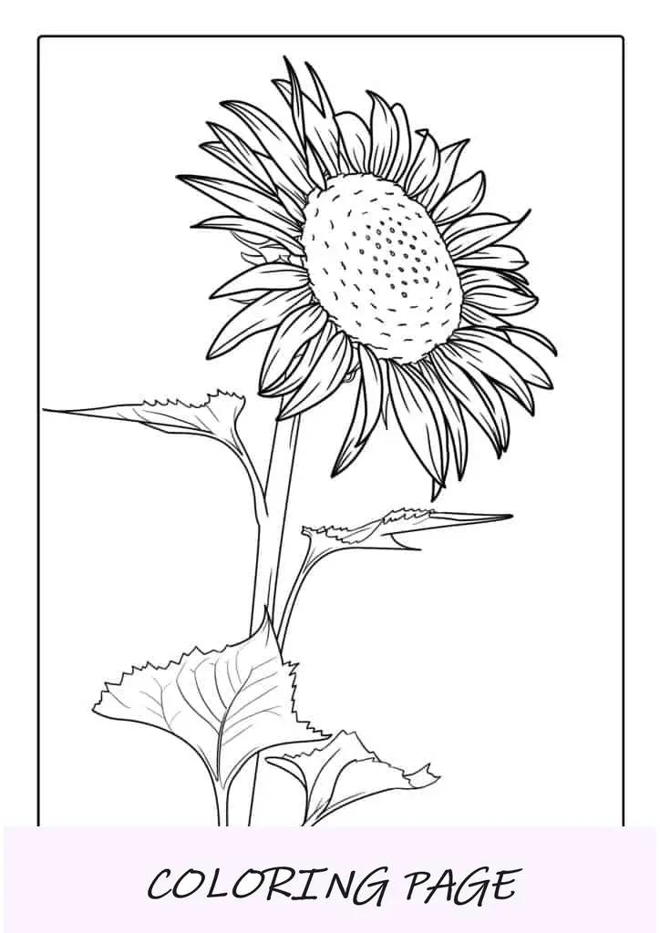 Gran Girasol Durante El Verano Para Colorear